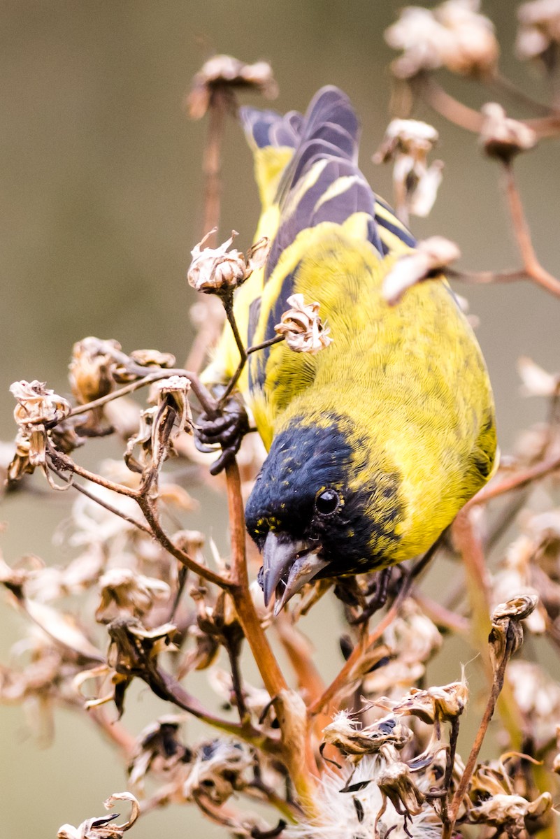 Hooded Siskin - Claudia Brasileiro