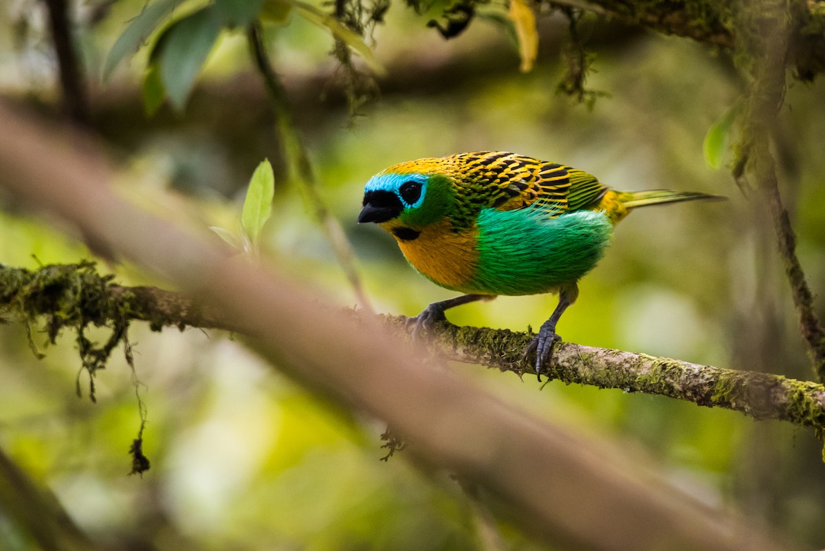 Brassy-breasted Tanager - ML125826121