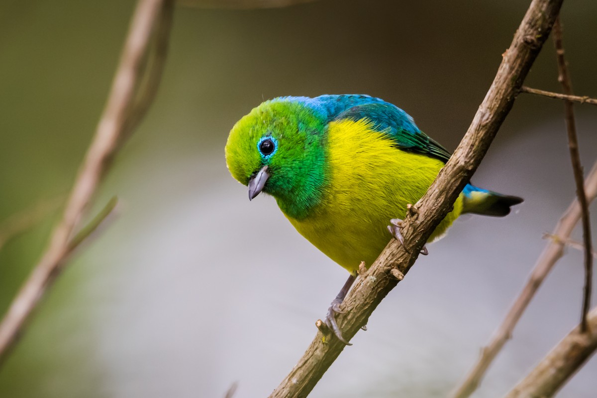 Blue-naped Chlorophonia - ML125826201