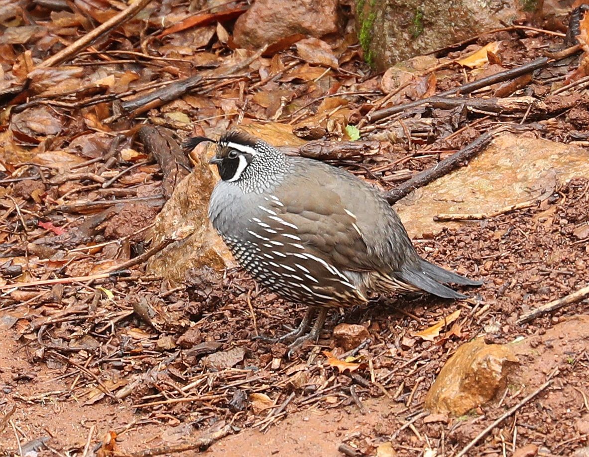 California Quail - Vicki Miller