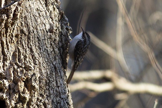 Brown Creeper - ML125832291