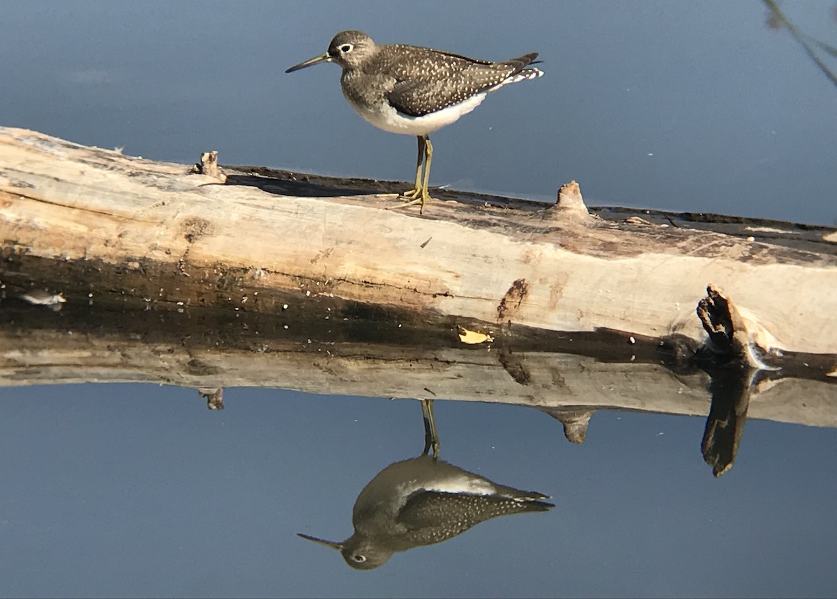 Solitary Sandpiper - Tyler Lewis