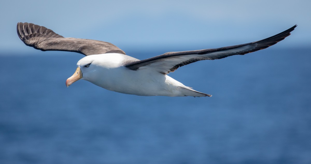 Albatros à sourcils noirs (impavida) - ML125834541