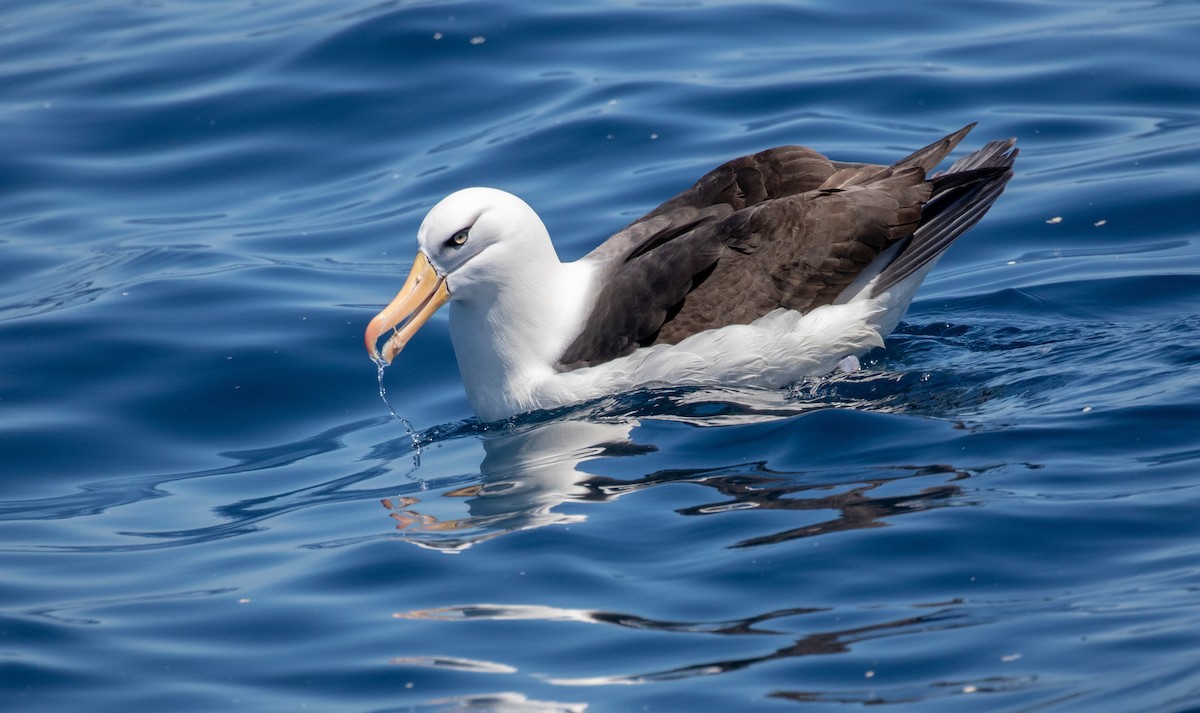 Albatros à sourcils noirs (impavida) - ML125834671