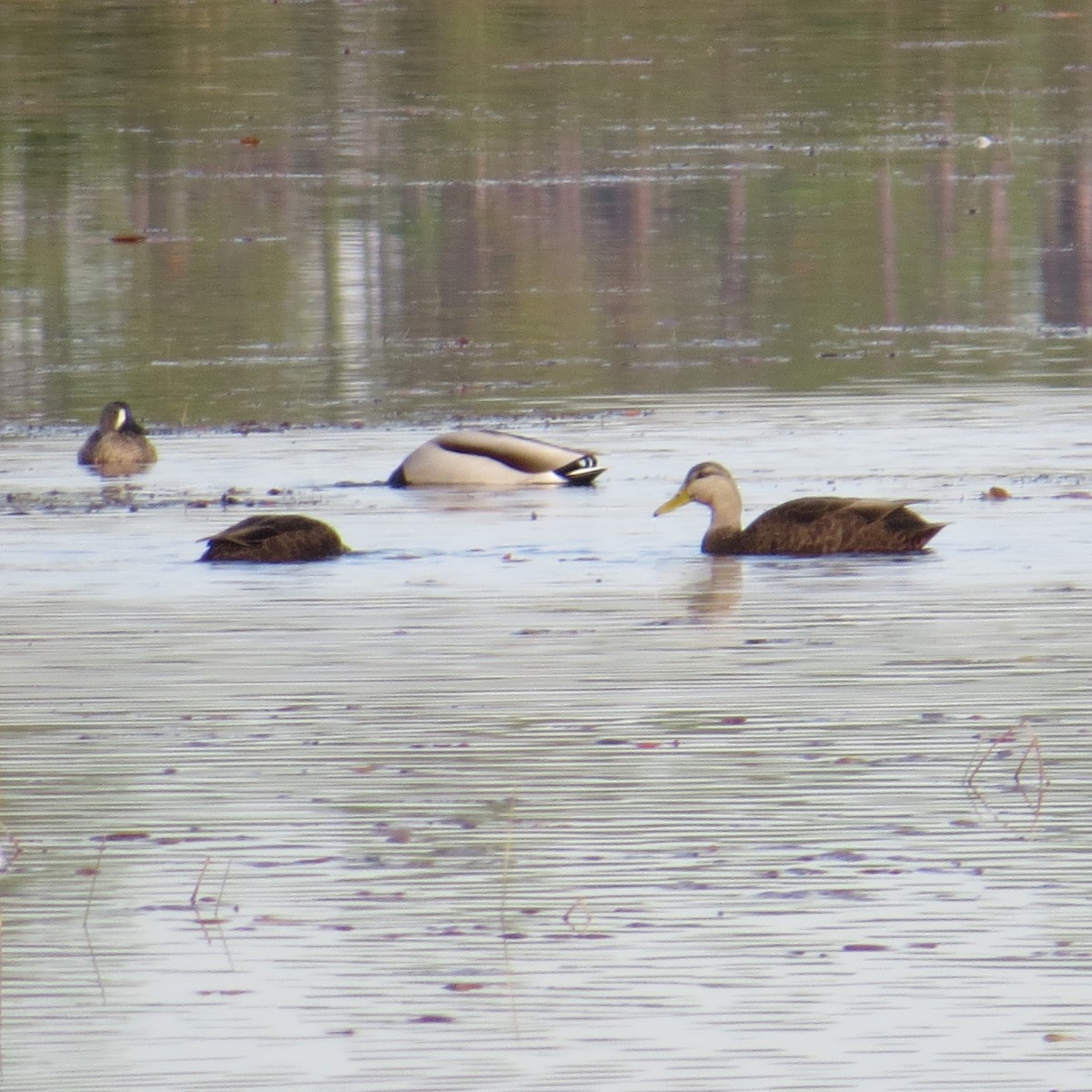 American Black Duck - Don Morrow