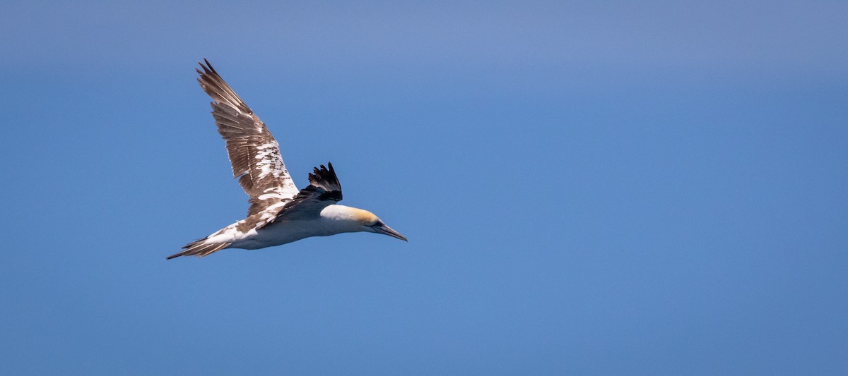 Australasian Gannet - Tanya Hattingh