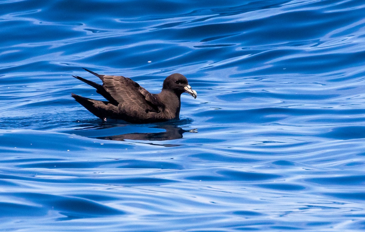 White-chinned Petrel - Tanya Hattingh