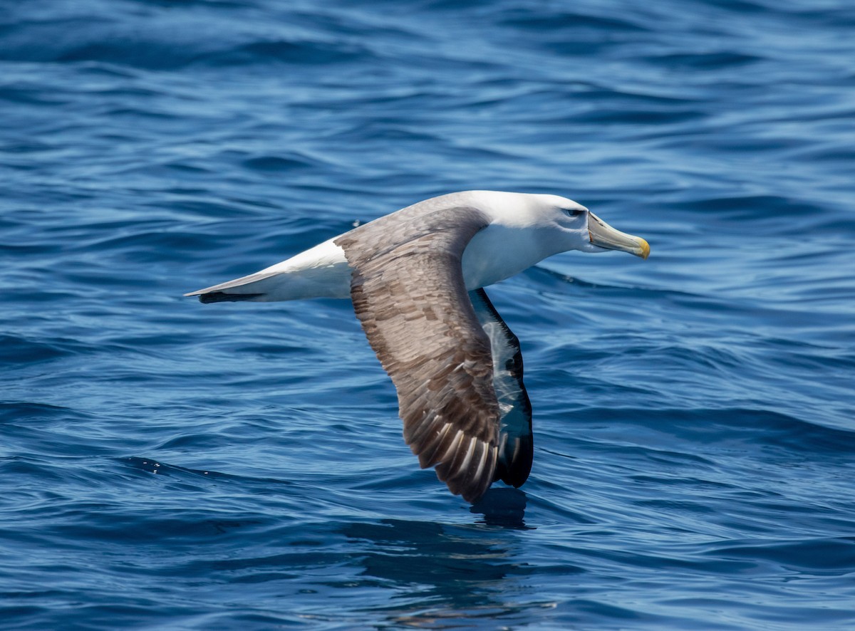 White-capped Albatross - ML125837911