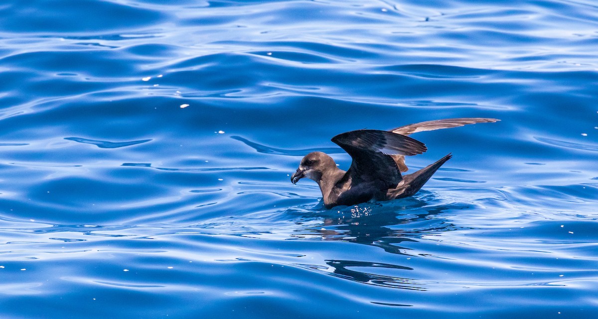 Gray-faced Petrel - Tanya Hattingh