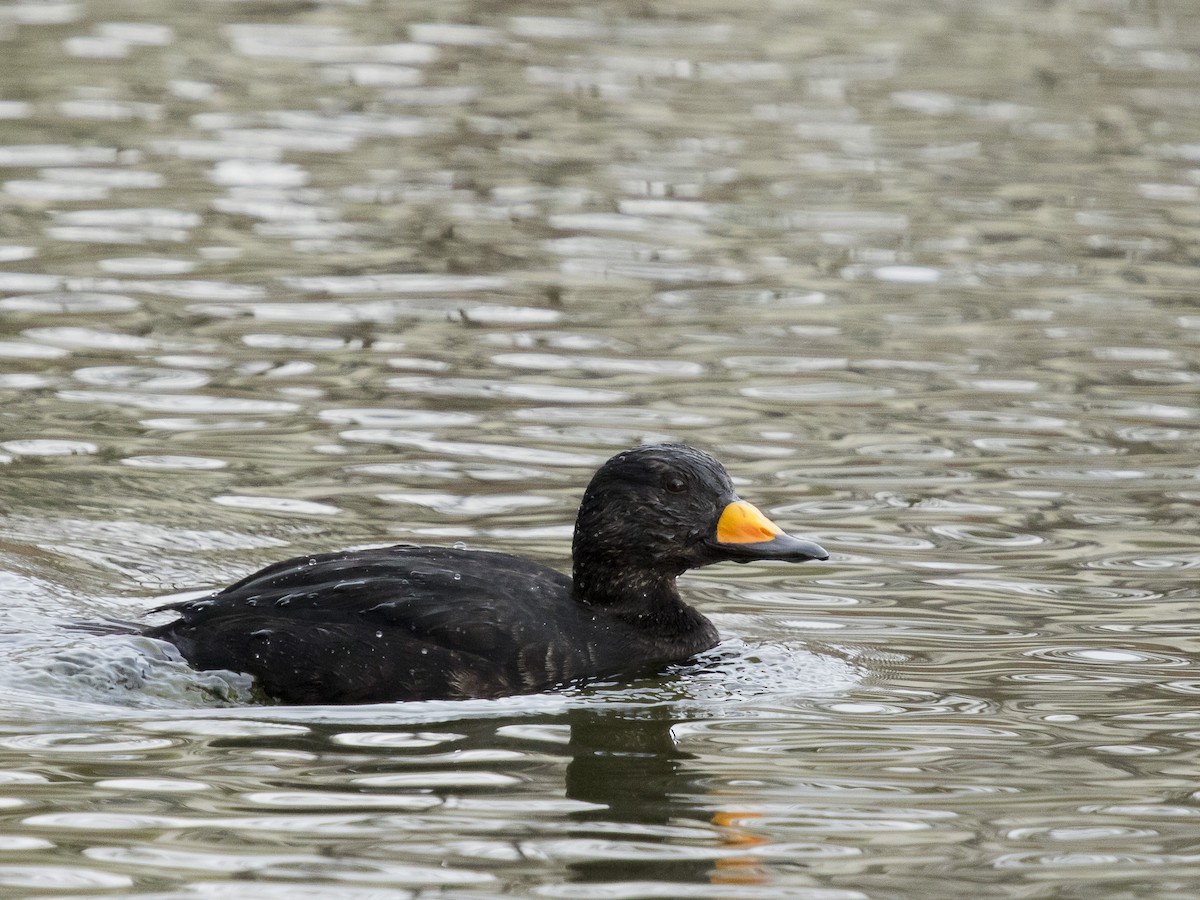 Black Scoter - David Boltz