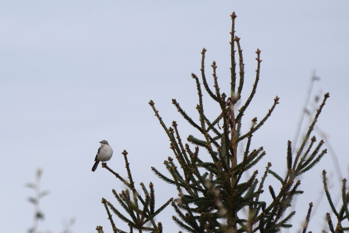 Northern Mockingbird - ML125839461