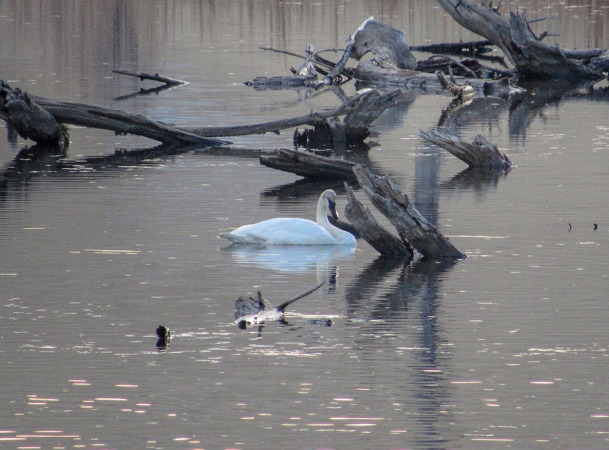 Cygne trompette - ML125839881