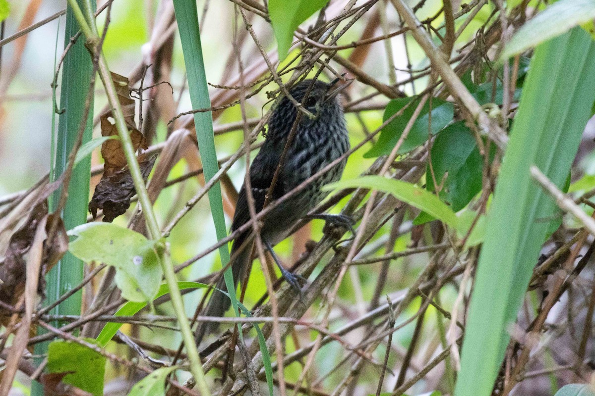 Dusky-tailed Antbird - Linda Rudolph