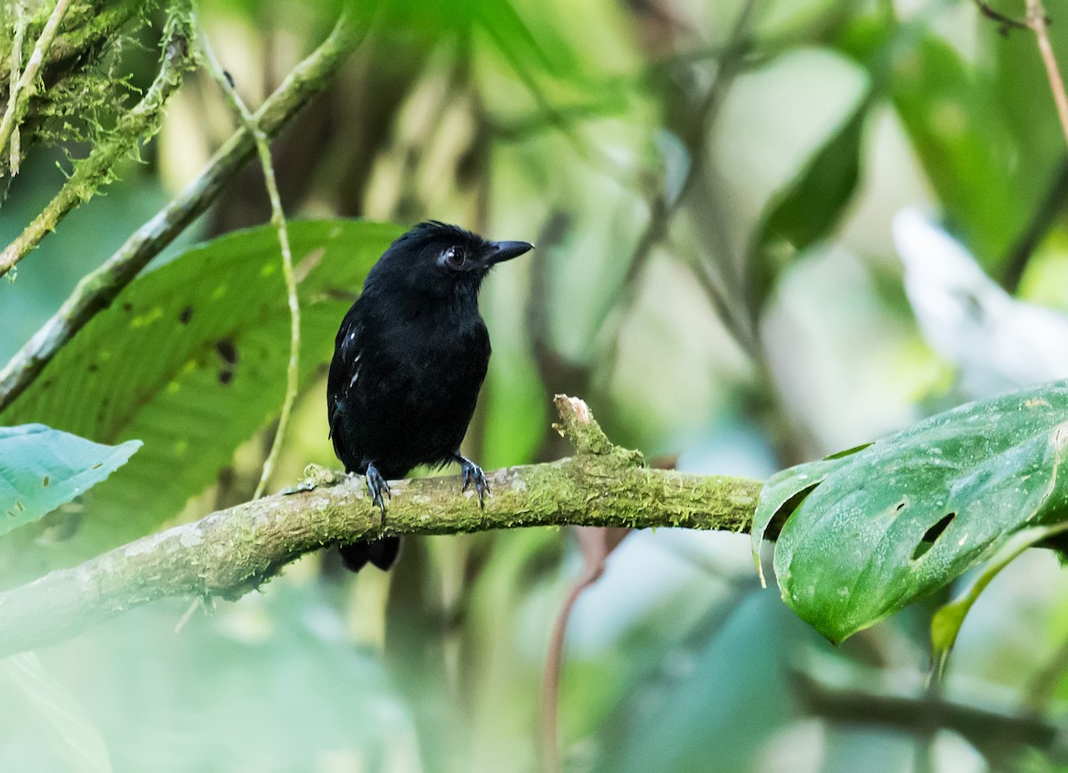 White-shouldered Antshrike - Nick Athanas