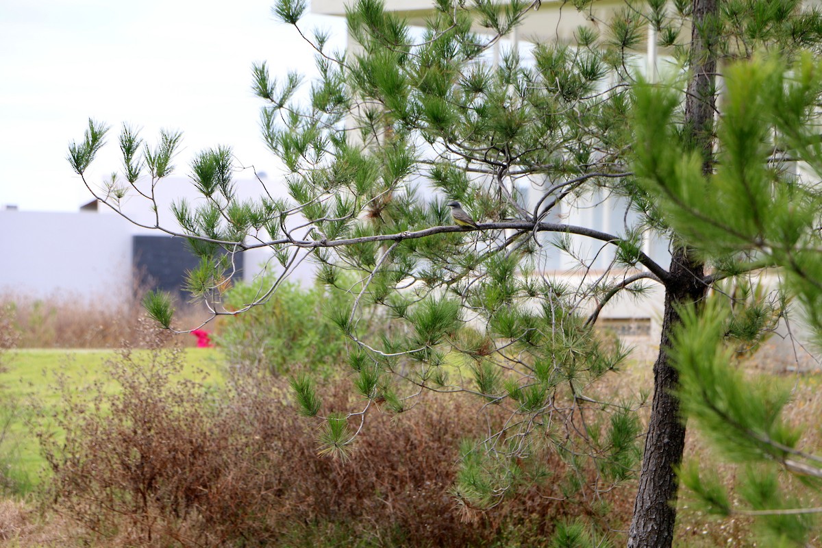 Cassin's Kingbird - ML125843541