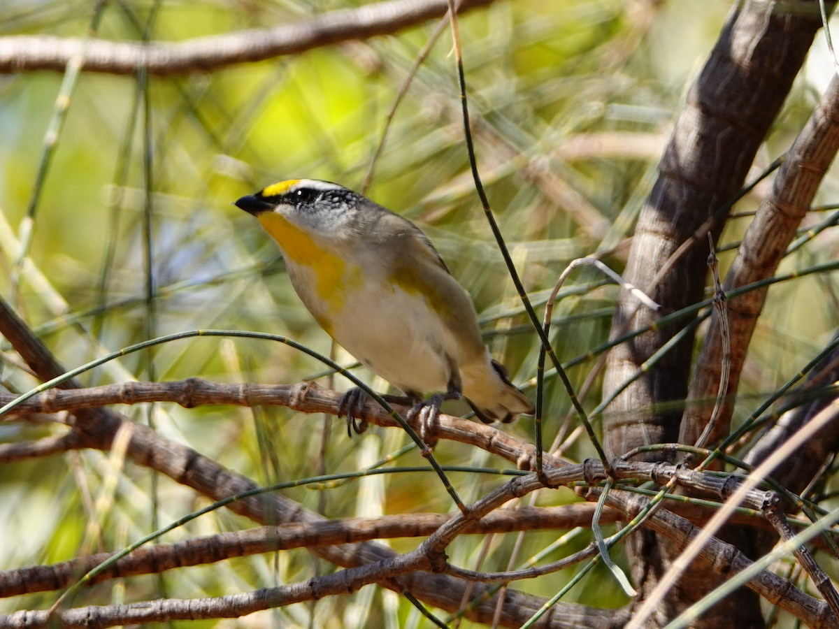 Striated Pardalote - ML125843731