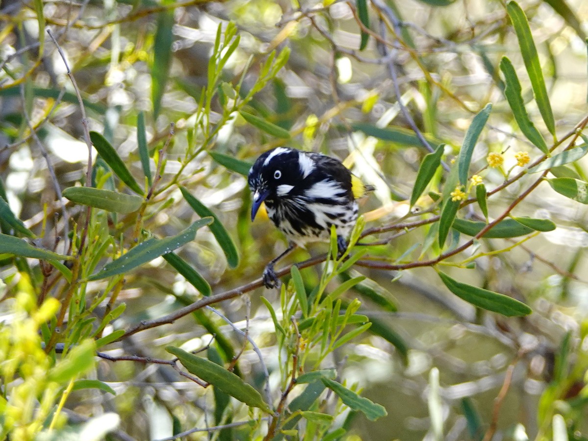 New Holland Honeyeater - ML125843811