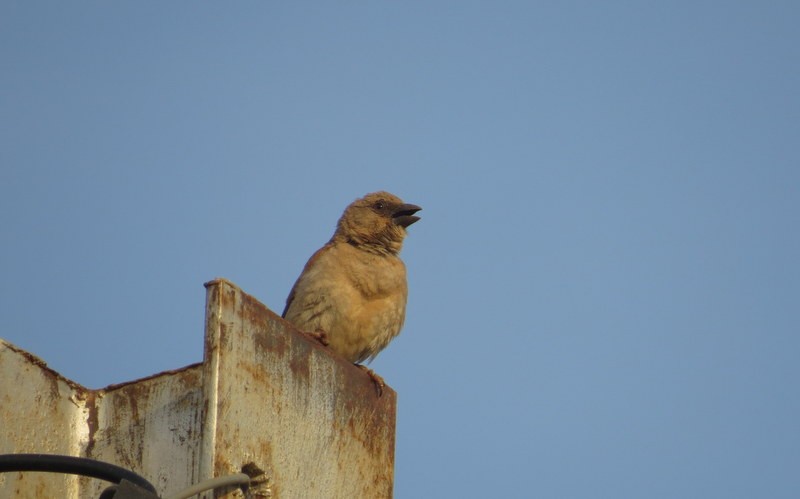 Northern Gray-headed Sparrow - ML125844051