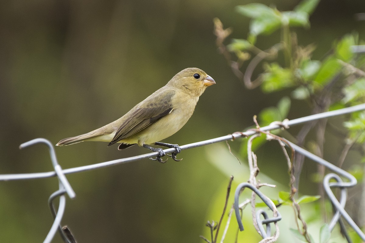 Lined Seedeater - ML125844131