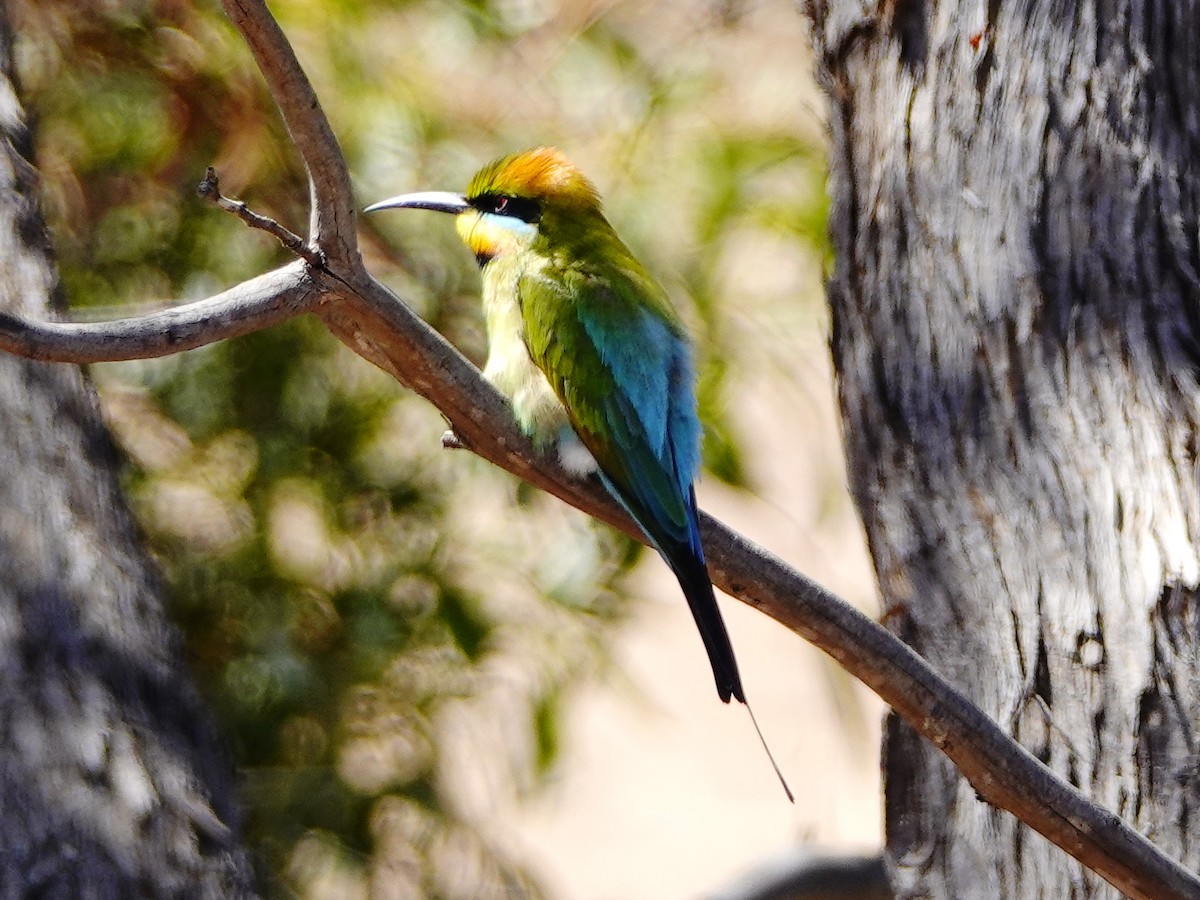 Rainbow Bee-eater - ML125844181