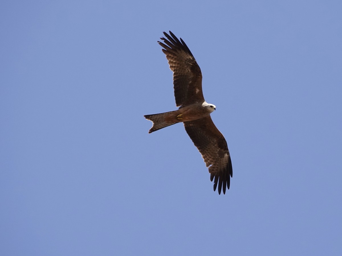 Black Kite - ML125844311