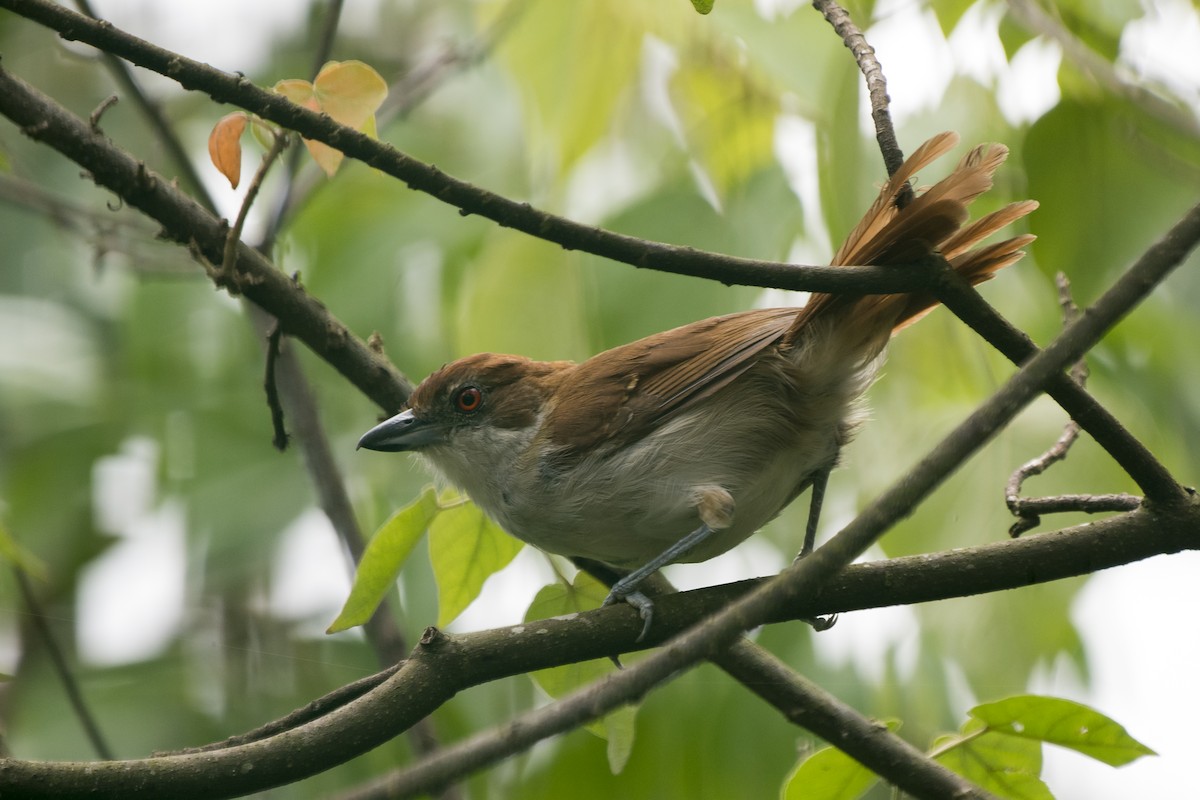 Great Antshrike - Luiz Carlos Ramassotti