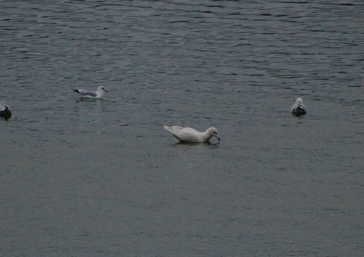 Glaucous Gull - Andrew Lydeard