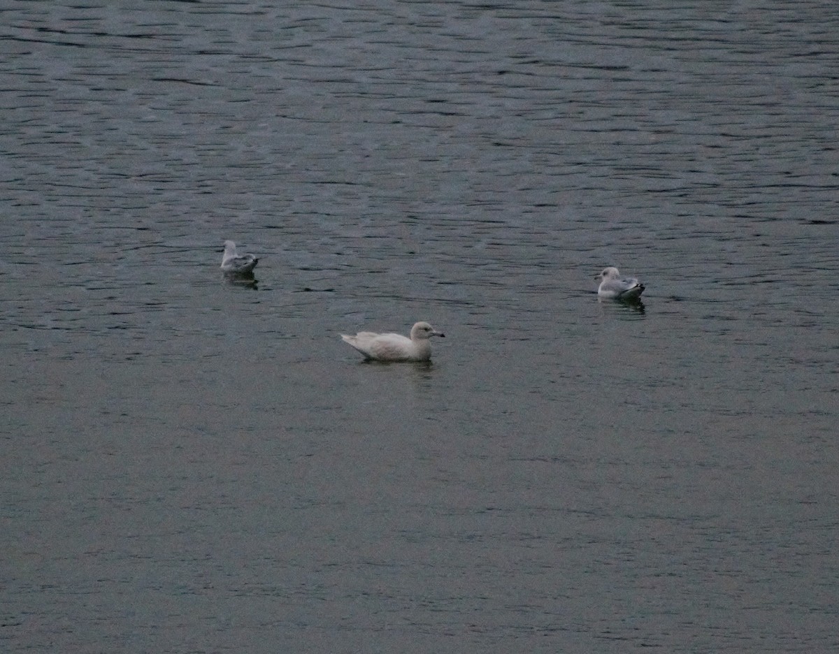 Glaucous Gull - Andrew Lydeard