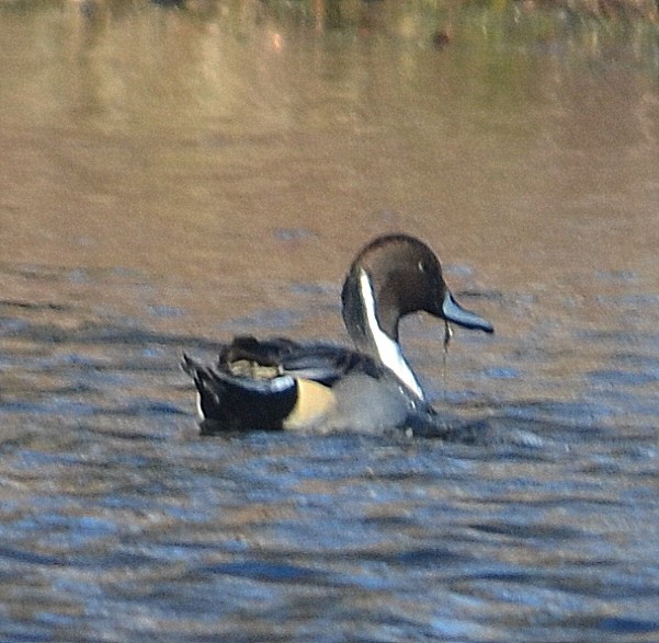 Northern Pintail - ML125845971