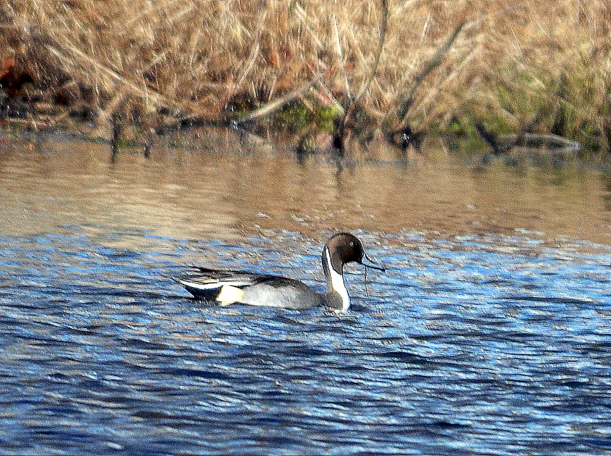 Northern Pintail - ML125846021