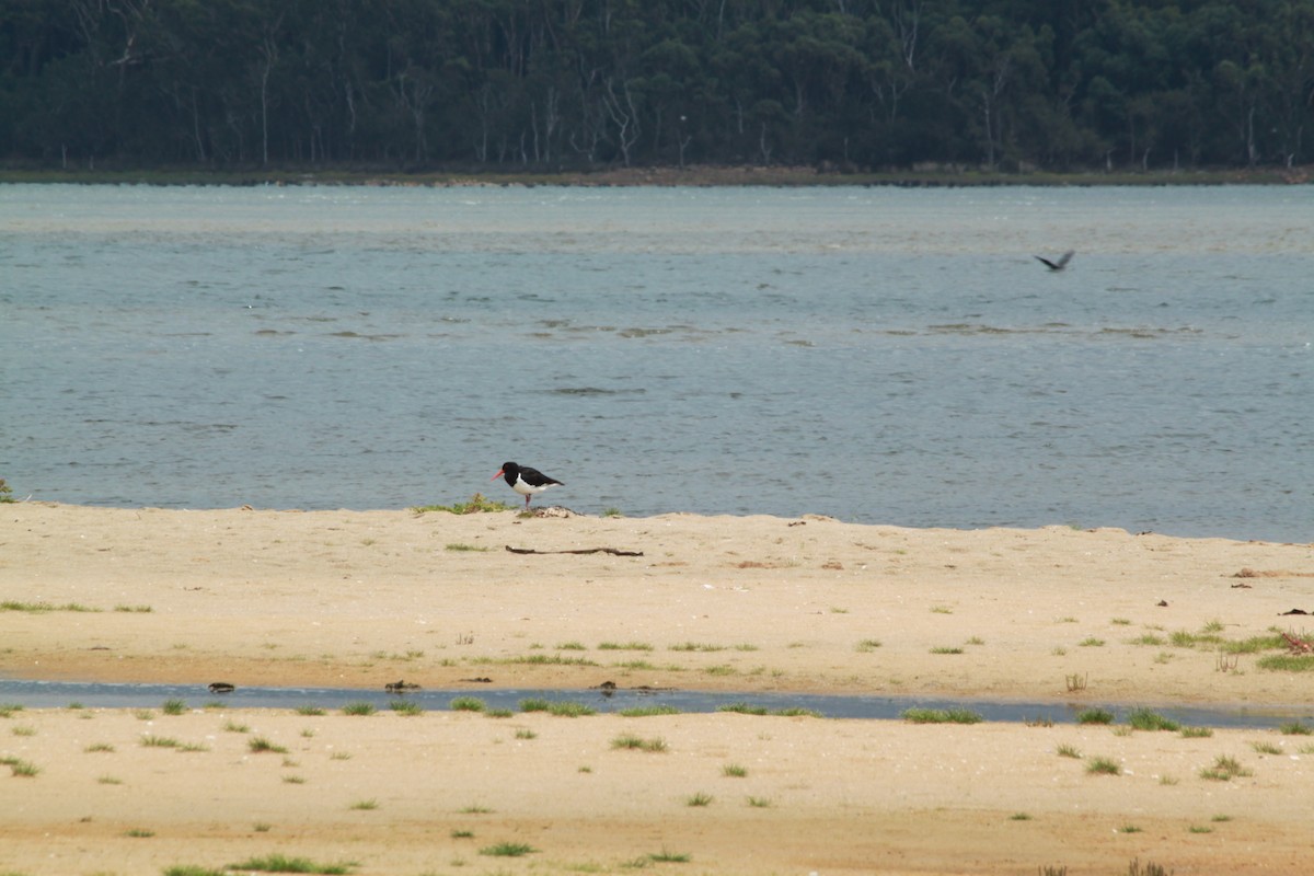 Pied Oystercatcher - Paul Schmidt