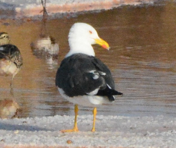 Lesser Black-backed Gull - Jorge Leitão