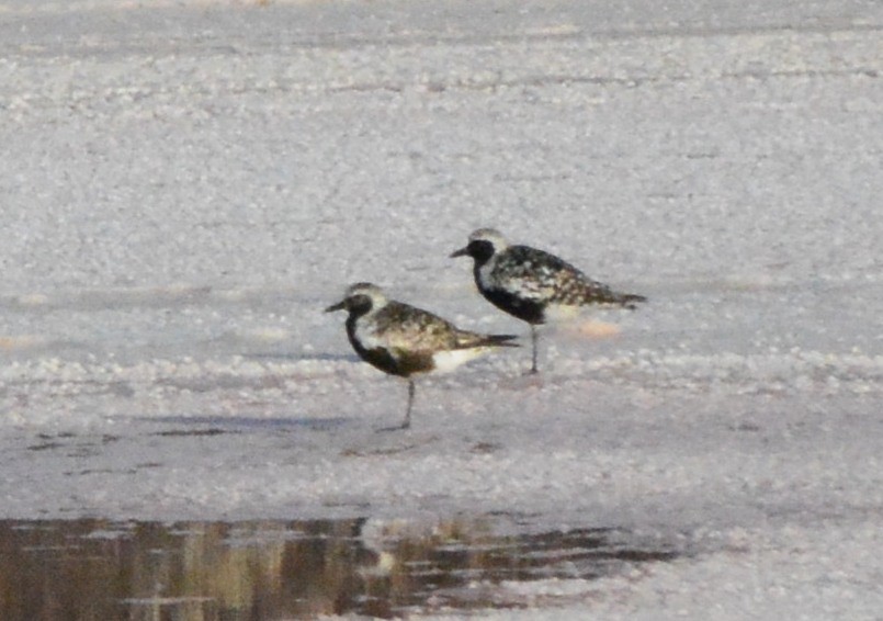 Black-bellied Plover - ML125849061