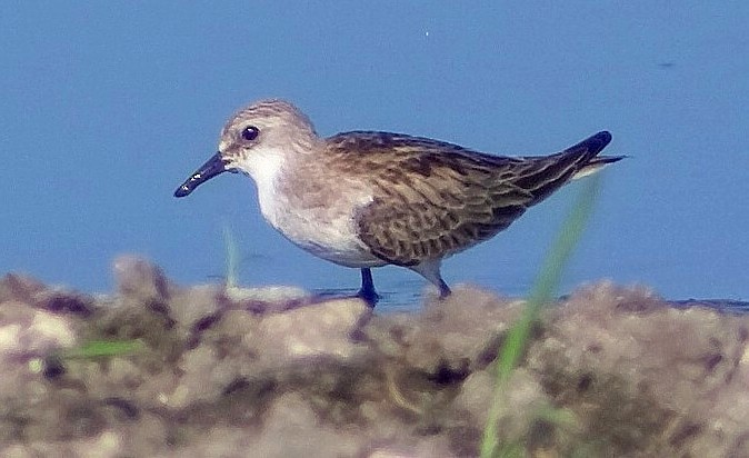 Red-necked Stint - Anicet Paulin