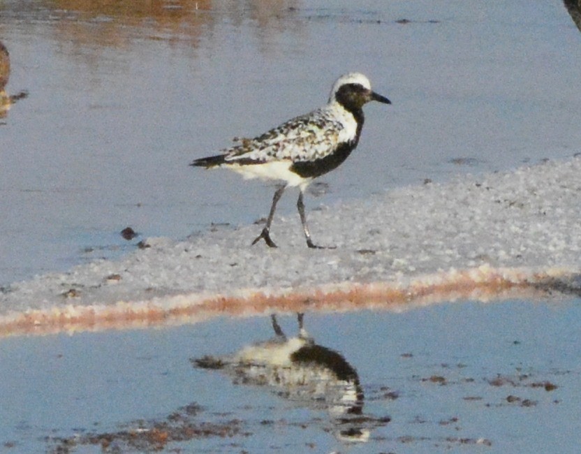 Black-bellied Plover - ML125849211