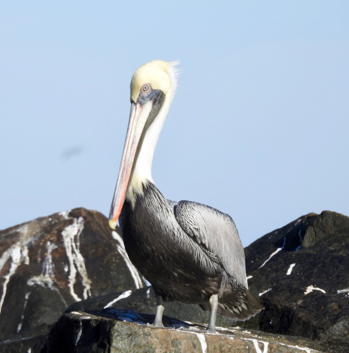 Pelikano arrea - ML125851201