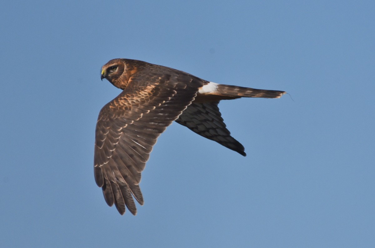 Northern Harrier - ML125851381