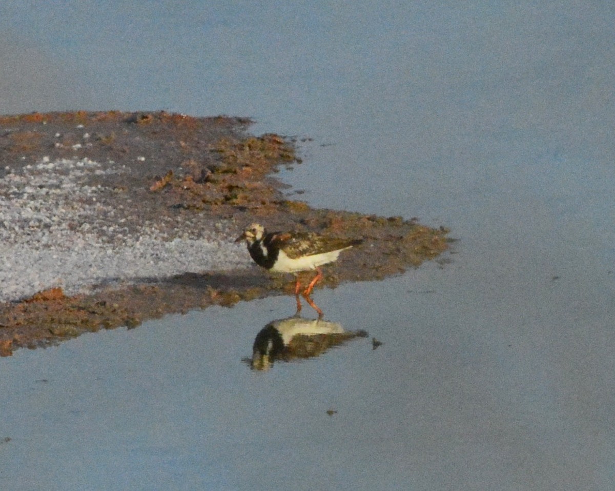 Ruddy Turnstone - ML125851731