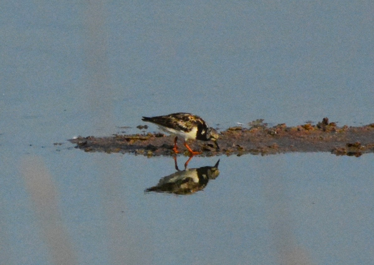 Ruddy Turnstone - ML125851761