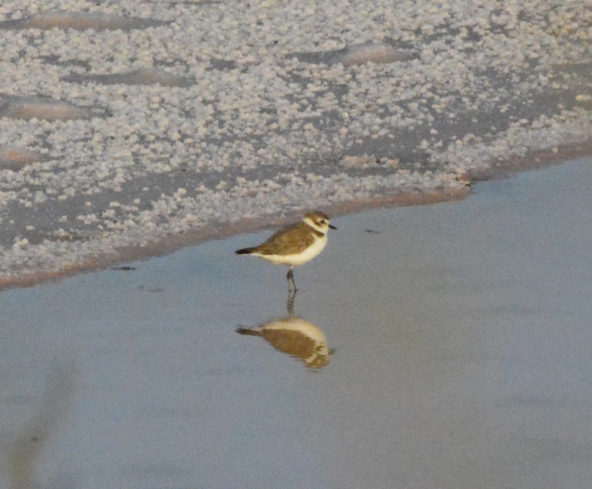 Kentish Plover - ML125852261