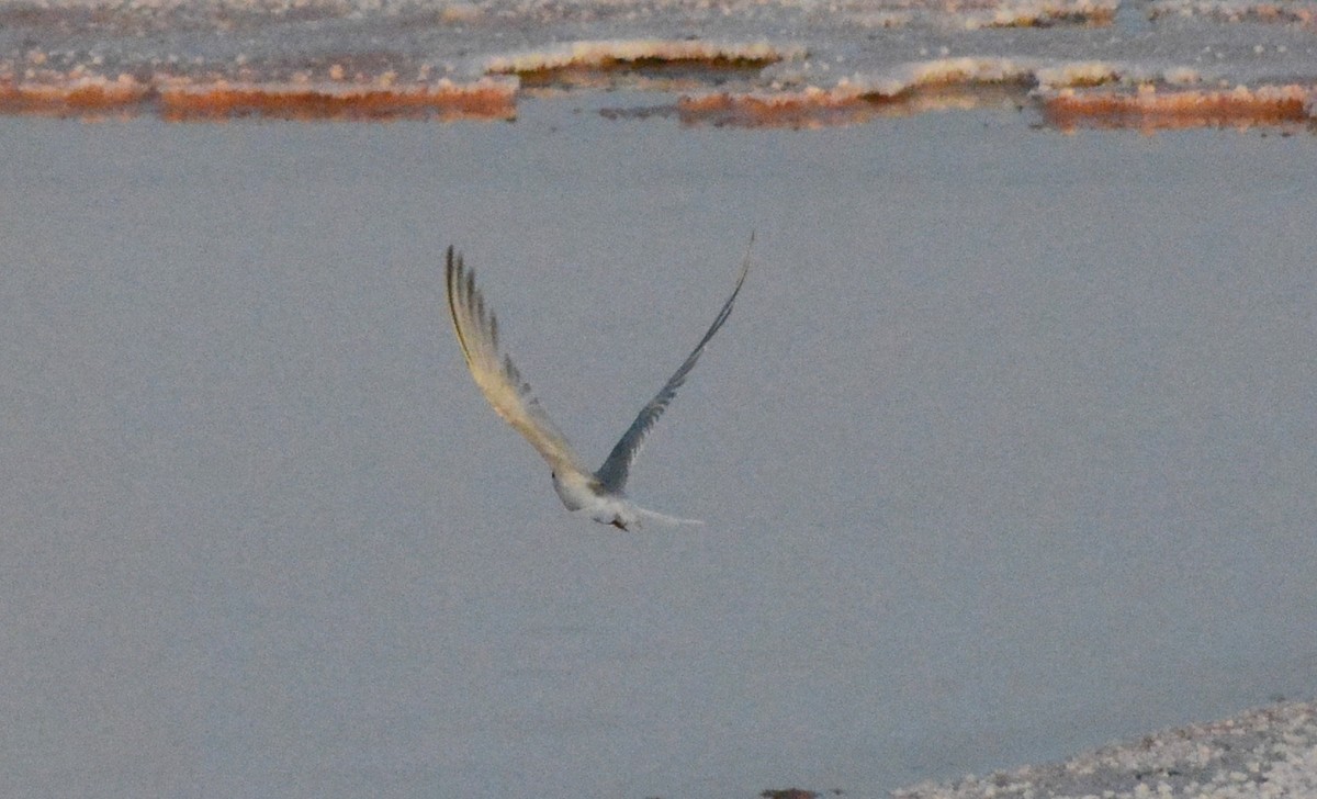 Little Tern - ML125854251