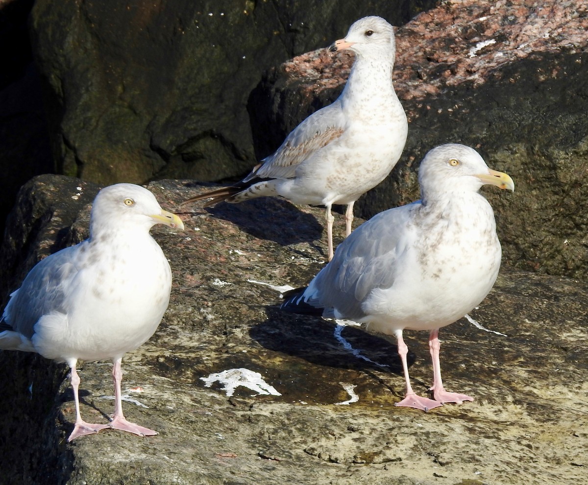 Kaio hauskara amerikarra - ML125855171