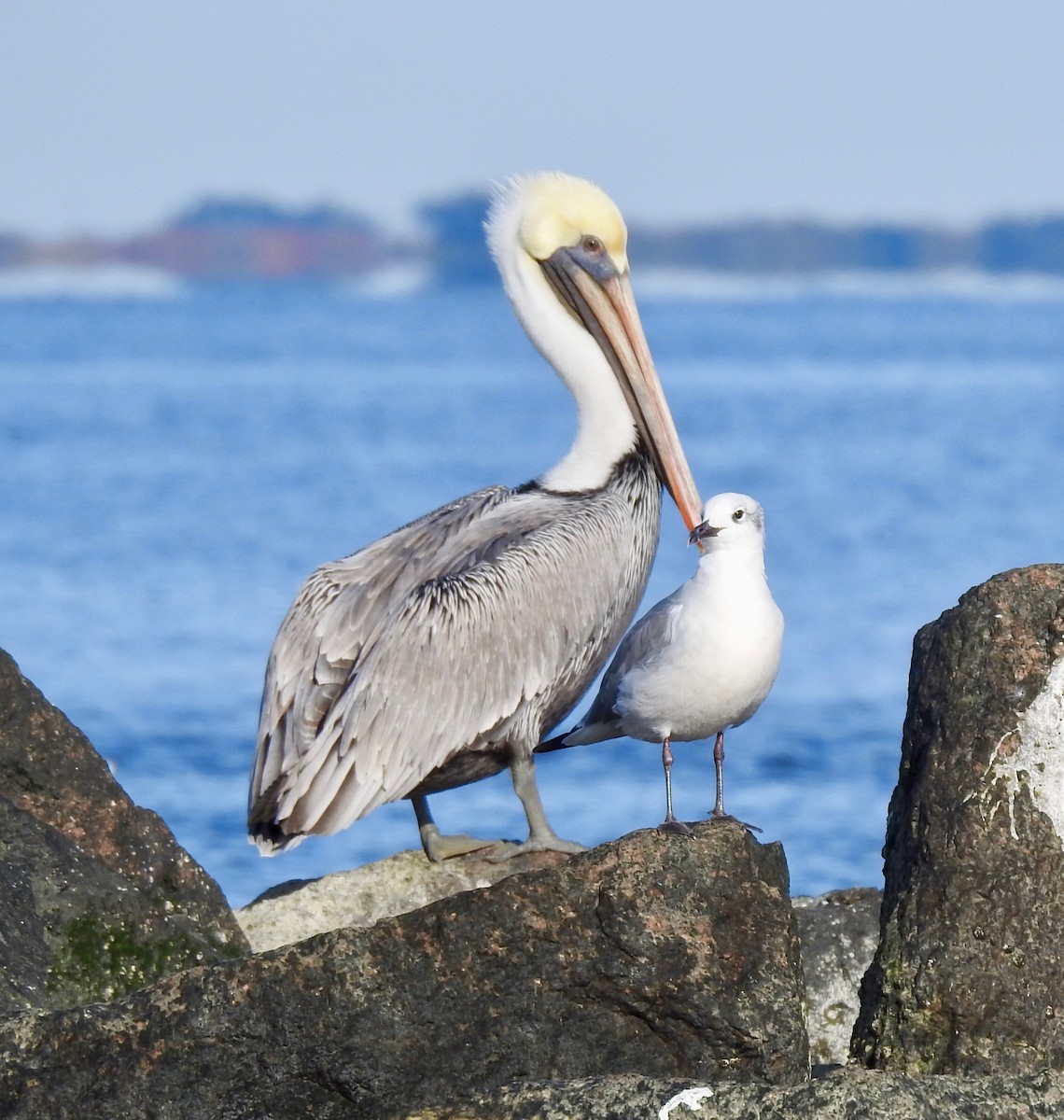 Pelikano arrea - ML125855211