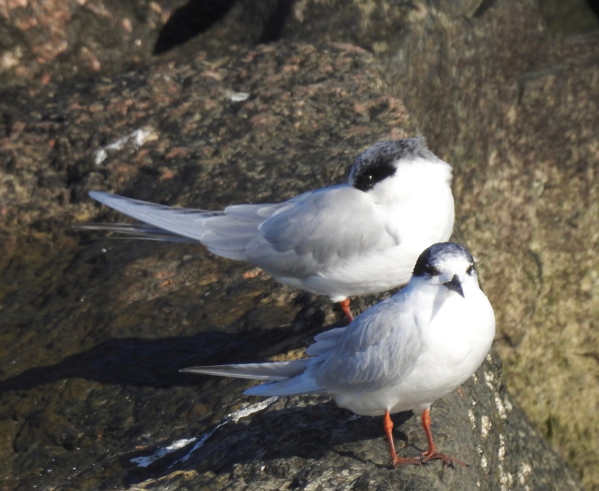 Forster txenada - ML125855481