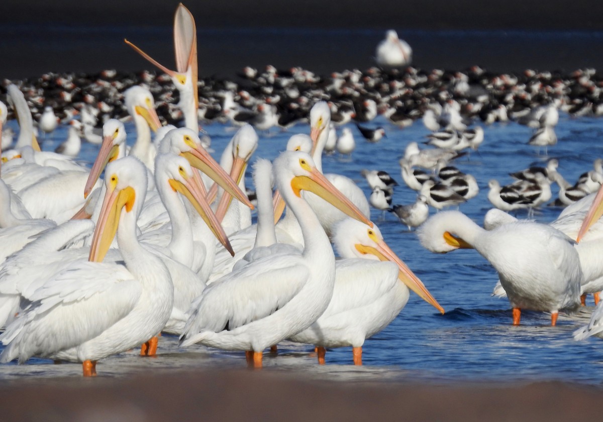 Pelikano zuri amerikarra - ML125855871