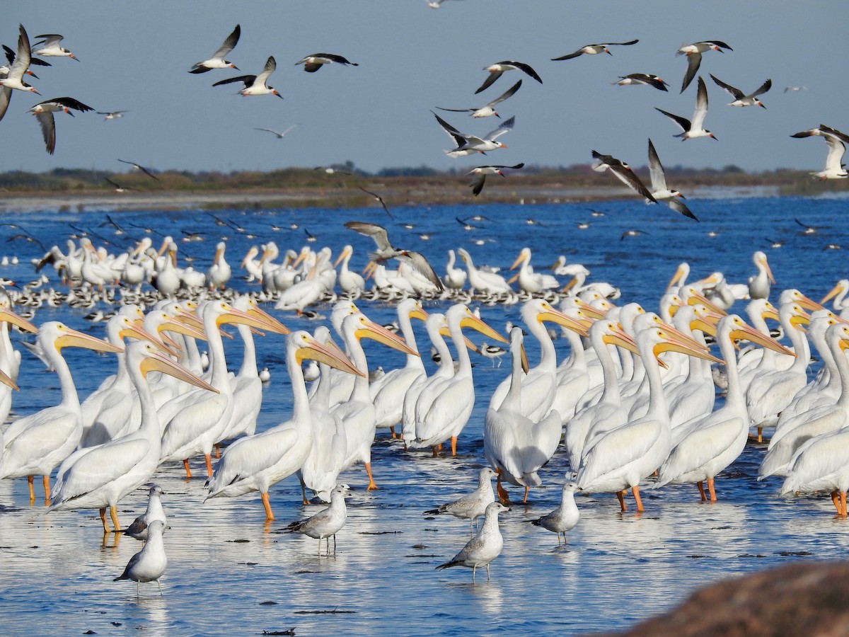 Pelikano zuri amerikarra - ML125855881