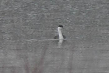 Western Grebe - ML125856451