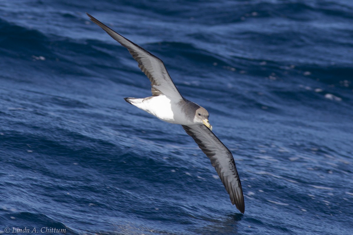 Scopoli's Shearwater - Linda Chittum