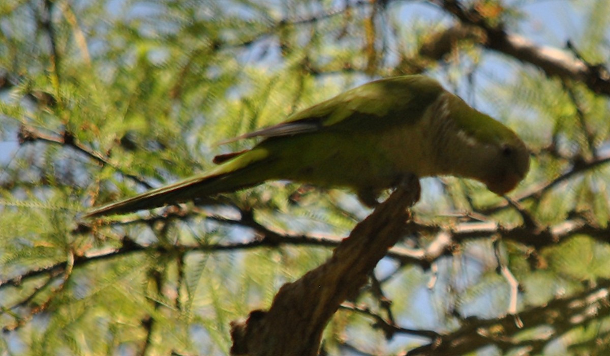 Monk Parakeet - andres ebel