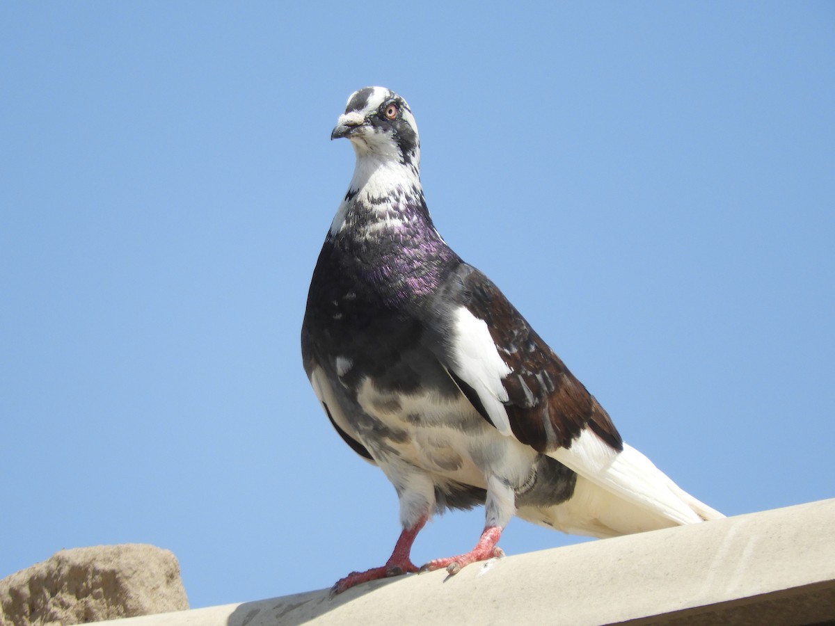 Rock Pigeon (Feral Pigeon) - ML125857321